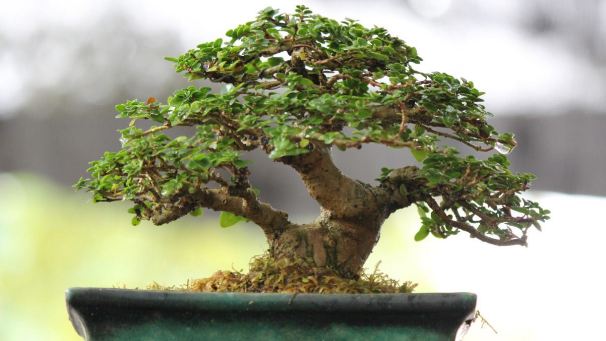 Qué significa tener un bonsái en casa