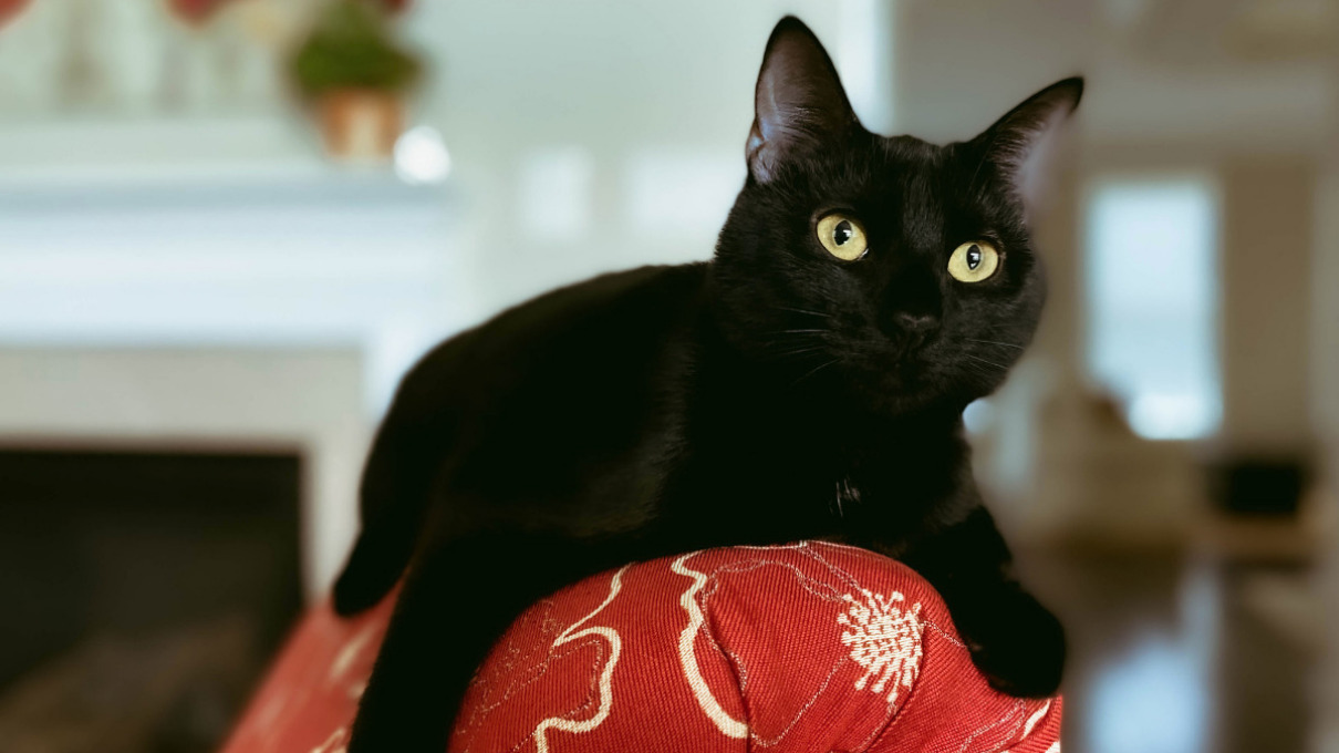 Historia de los gatos negros