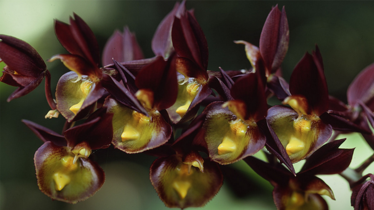 Orquídeas negras