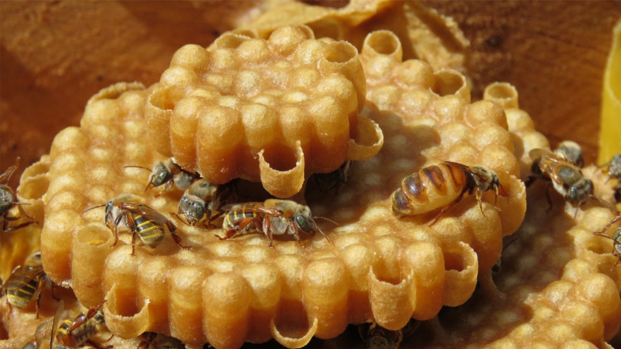 Melipona: abeja sagrada maya