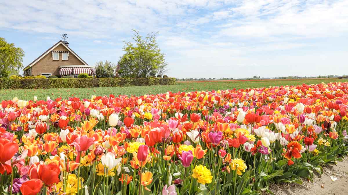 campos de tulipanes famosos