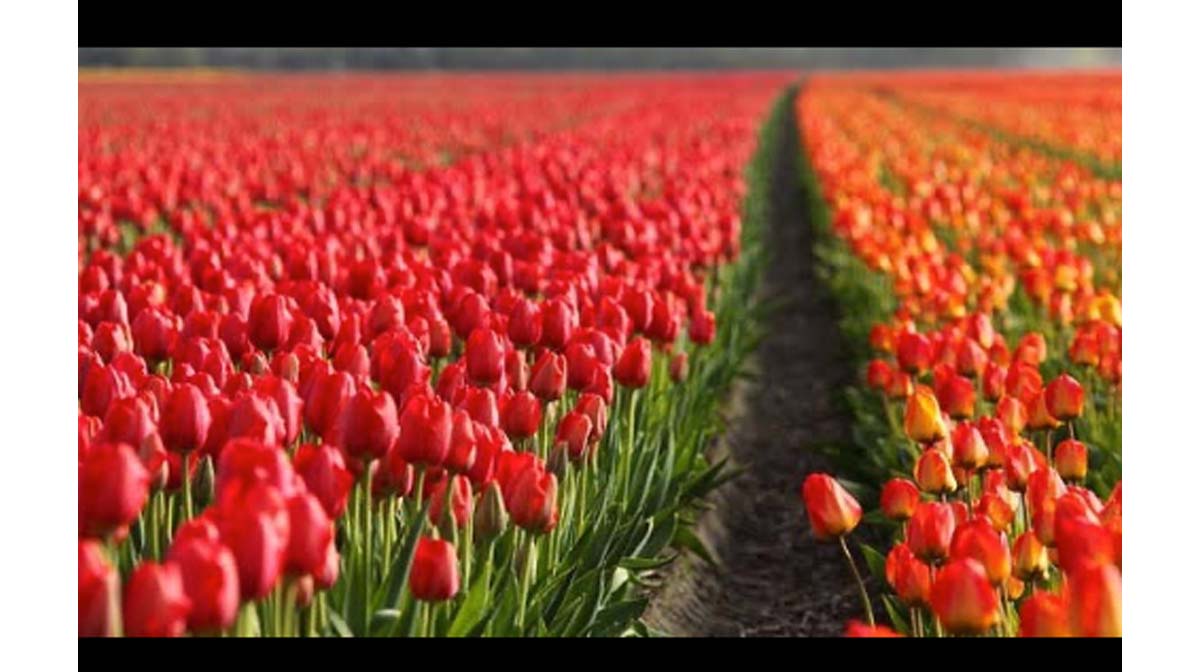 campos tulipanes el mundo
