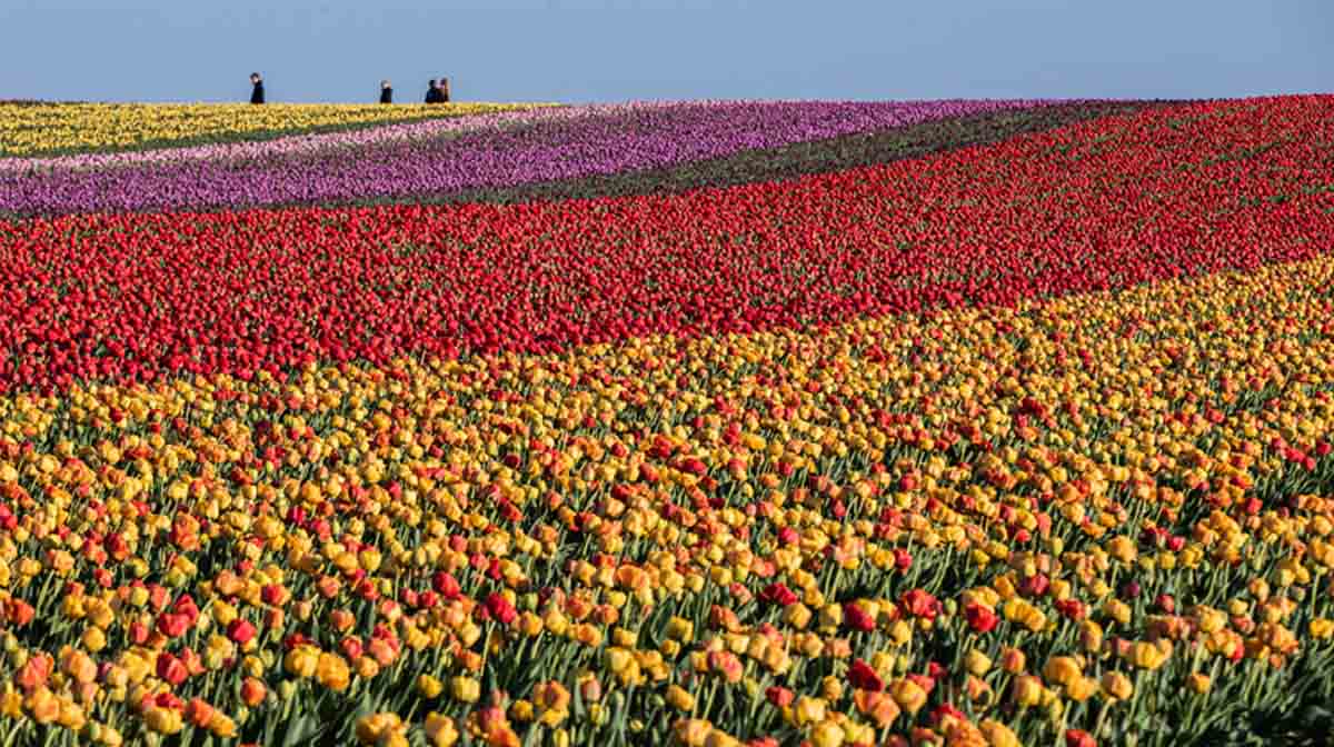 tulipanes campos mundo