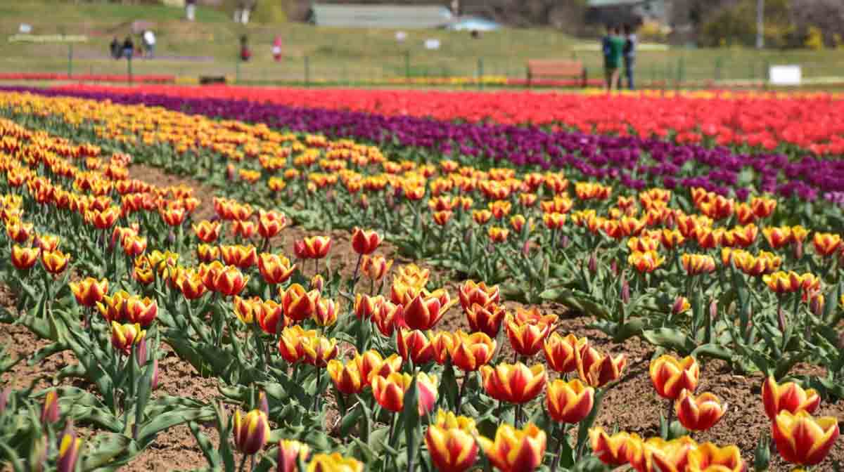 campos tulipanes mundo