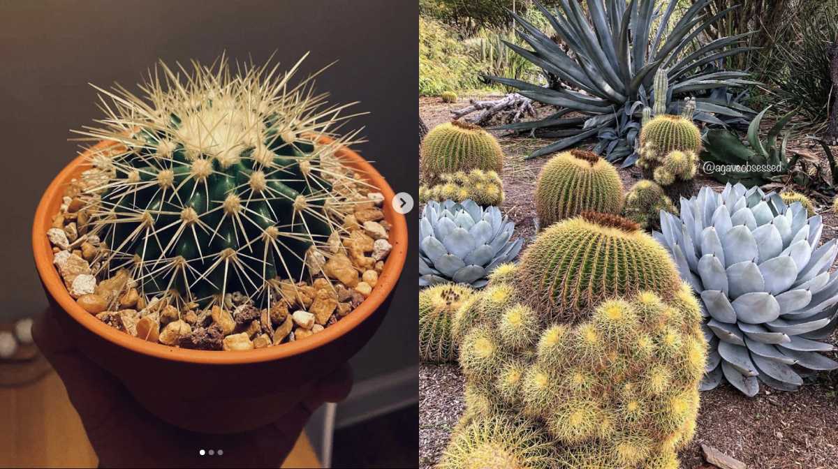 cactus bola de oro cuidados